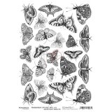 Transparentfolie Schmetterlinge